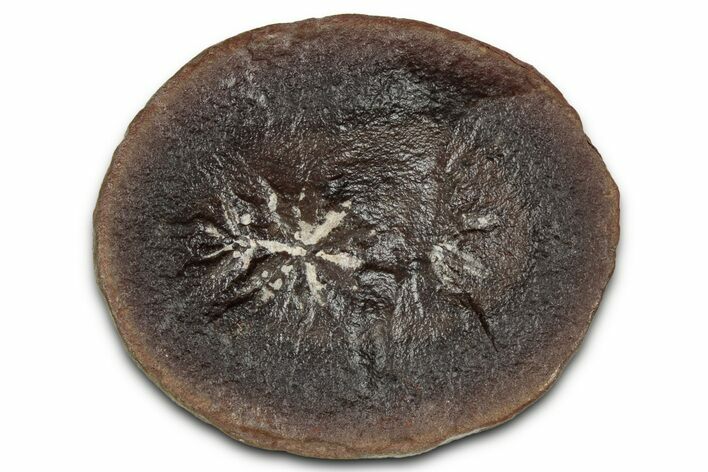 Fossil Horsetail (Annularia) Nodule Half - Mazon Creek #336182